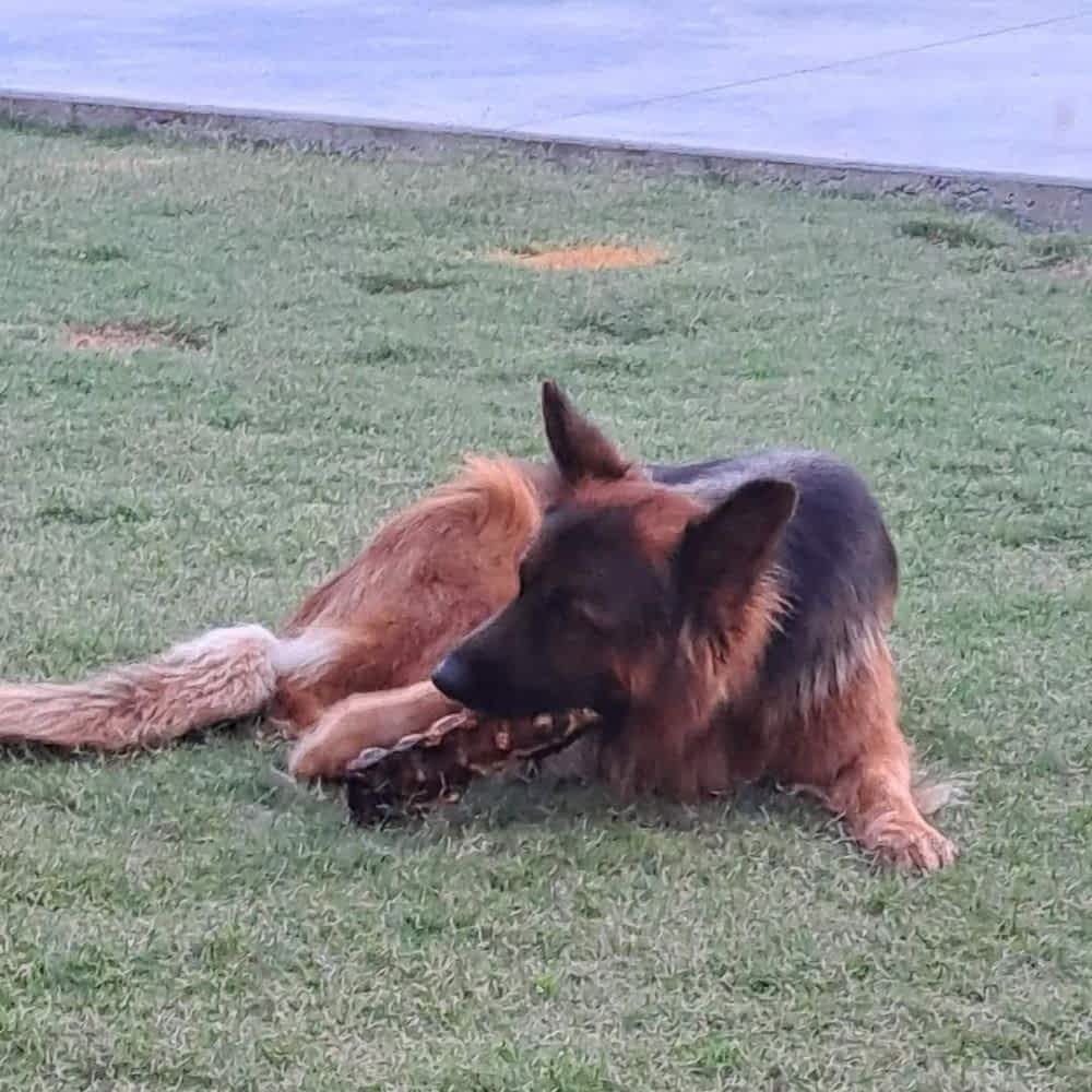 Long haired German SHepherd eating Split Emu Lumbar Bone, a long-lasting Australian novel protein chew for dental health | Bonza Dog Treats
