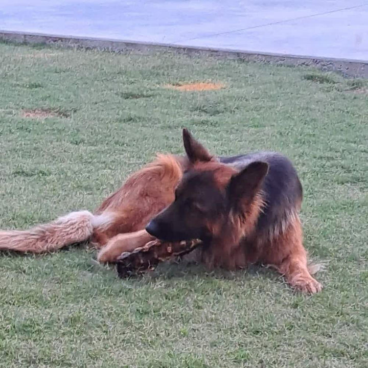 Long haired German SHepherd eating Split Emu Lumbar Bone, a long-lasting Australian novel protein chew for dental health | Bonza Dog Treats