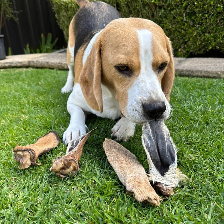  Beagle with Fur On Goat Ears, a hypoallergenic novel protein chew for gut cleansing and dental health | Bonza Dog Treats