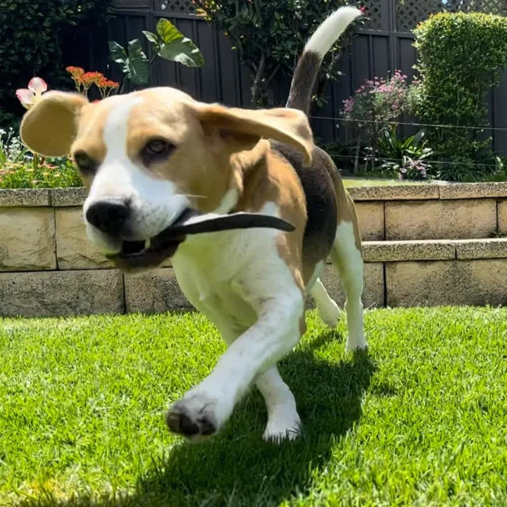 Beagle with goat horn dental chew | Bonza Dog Treats