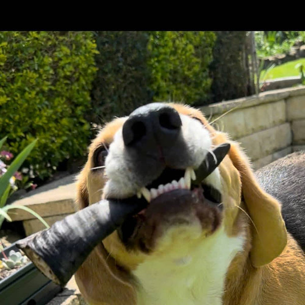 Goat Horn
