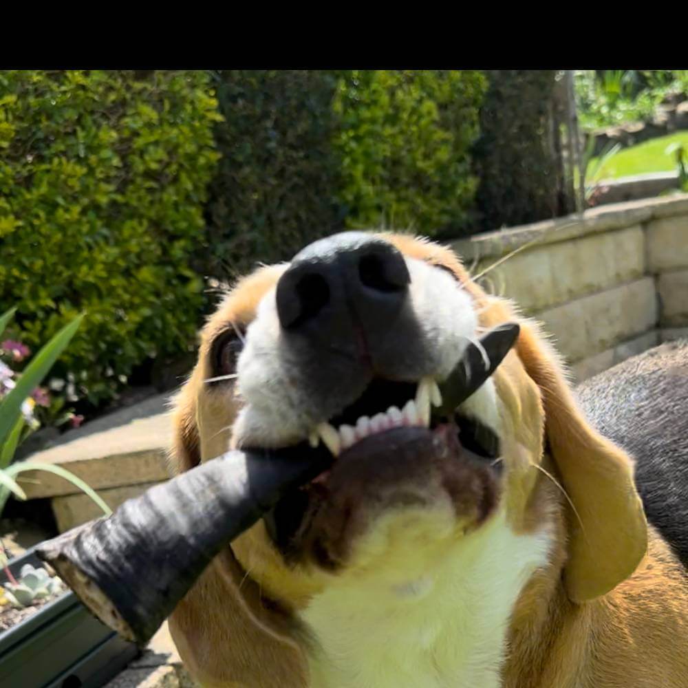 Beagle with goat horn, longlasting chew | Bonza Dog Treats
