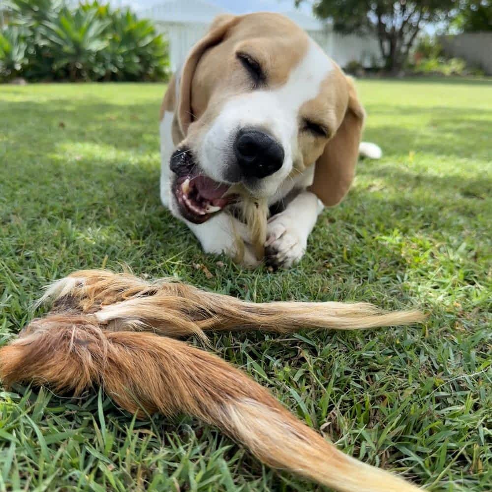 beagle enjoying furry goat tail for gut health | Bonza Dog Treats