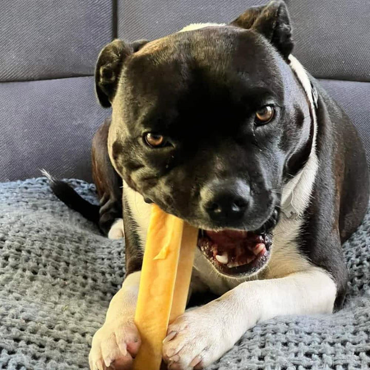 Staffy dog chewing a genuine Himalayan Yak Chew, a no-splinter, long-lasting bone alternative for tough chewers | Bonza Dog Treats