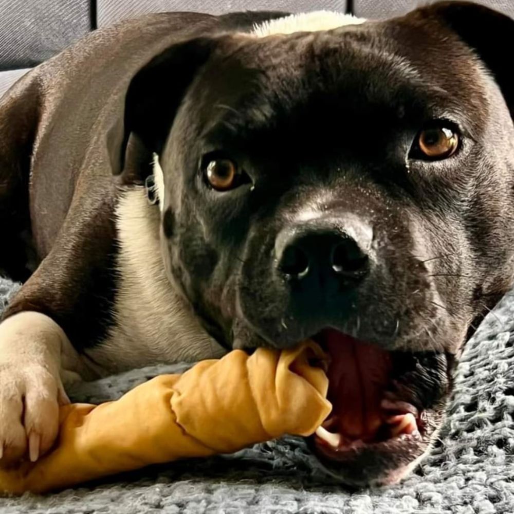 Hank a black and white staffordshire terrier holding a beef skin roll chew with his paw and about to bite it