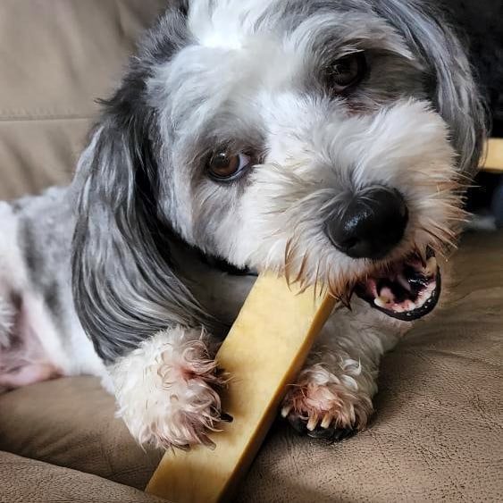 Havanese dog chewing a genuine Himalayan Yak Chew, a no-splinter, long-lasting bone alternative for tough chewers | Bonza Dog Treats