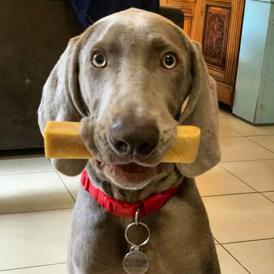 Weimeraner dog chewing a genuine Himalayan Yak Chew, a no-splinter, long-lasting bone alternative for tough chewers | Bonza Dog Treats