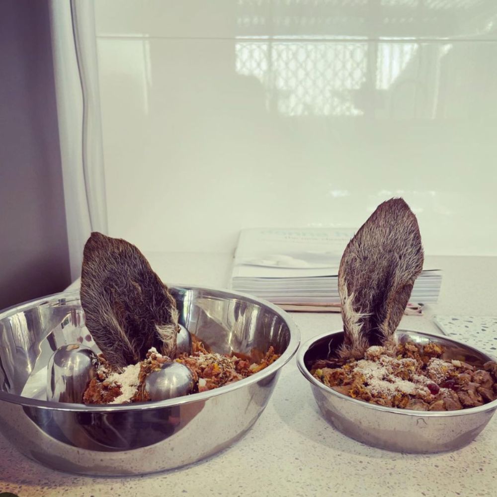 Bonza Dog Treats kangaroo ears with fur in dogs dinner bowls as part of meal