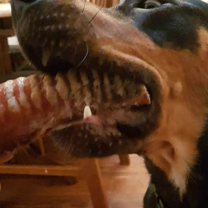 Kelpie with beef trachea chew in mouth | Bonza Dog Treats