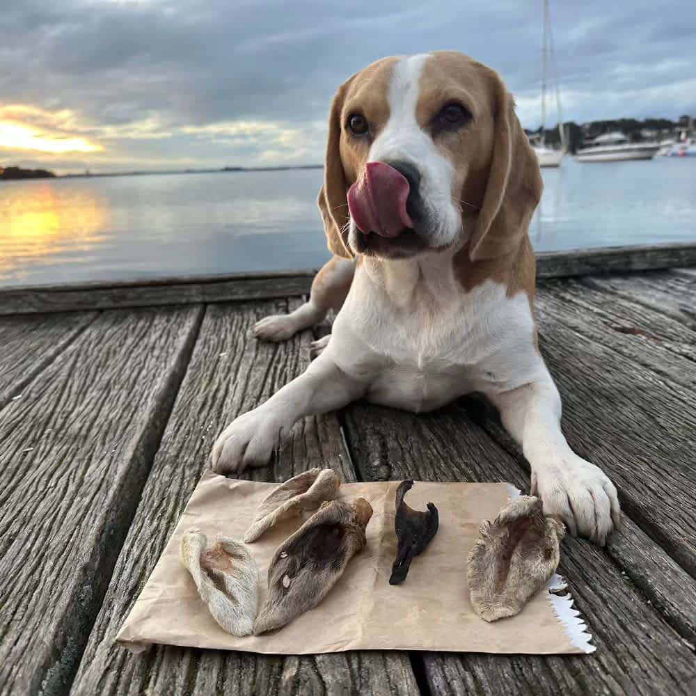 Beagle dog with tongue out looking at Woolly Lamb Ears (Fur On) dog treat with scroll, a natural fibre chew for small dogs to support anal gland health and digestion | Bonza Dog Treats