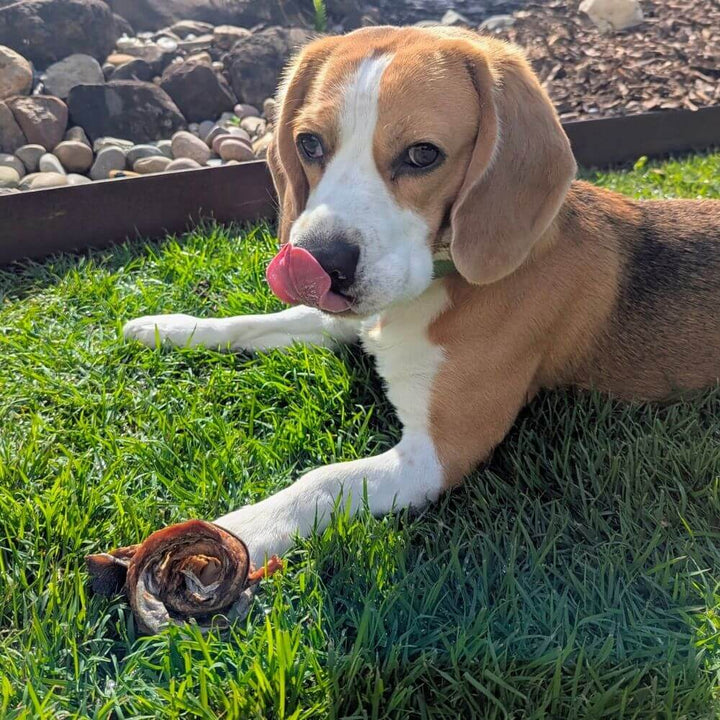 Beagle licking lips with mackerel scroll dog treat at his paws | Bonza Dog Treats