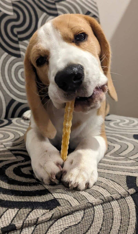 Beagle puppy holding shark cartilage between his paws Puppy treat Bonza Dog Treats