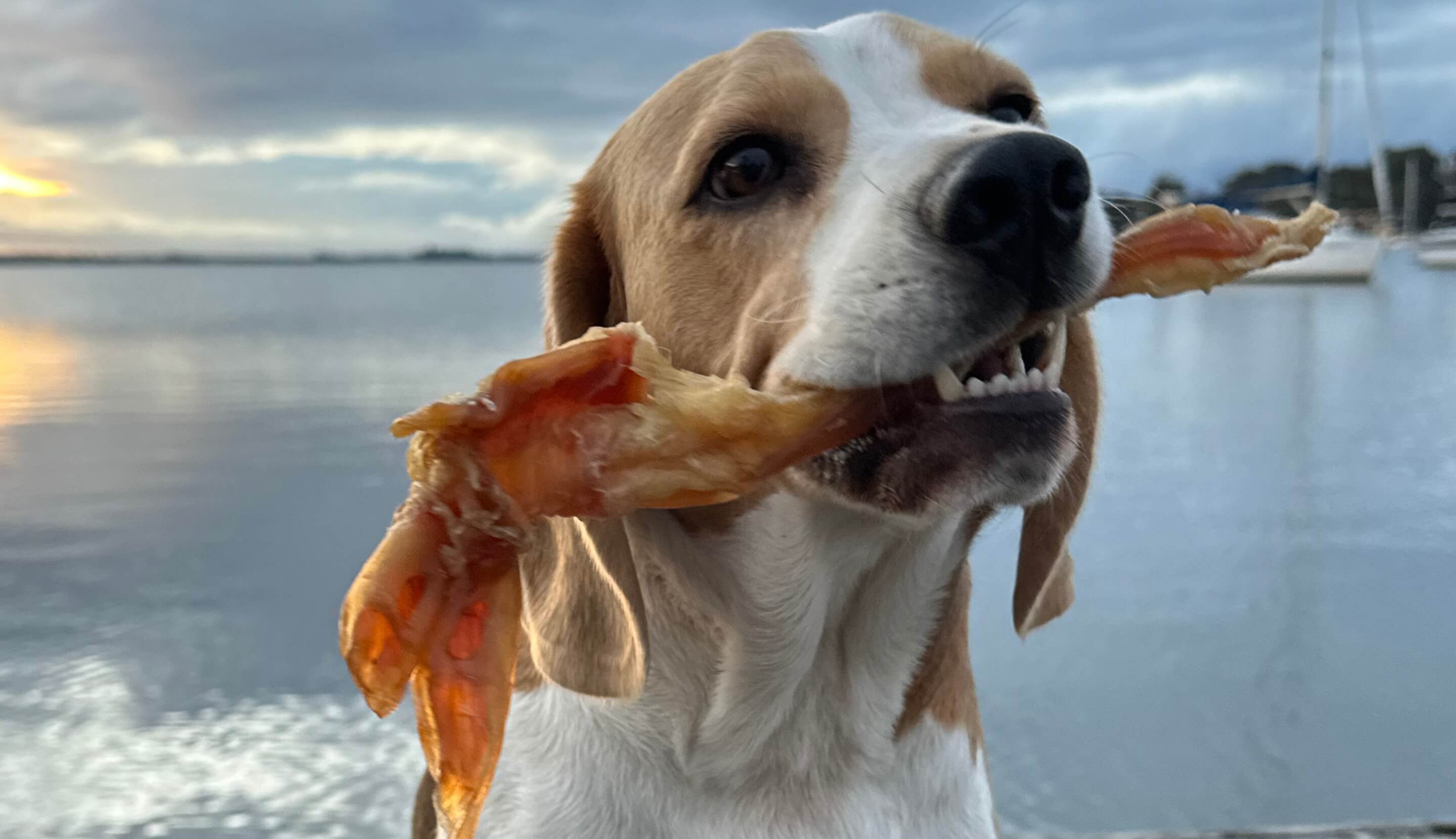 Dog holding achilles tendon treat in its mouth with a body of water and sky in the background