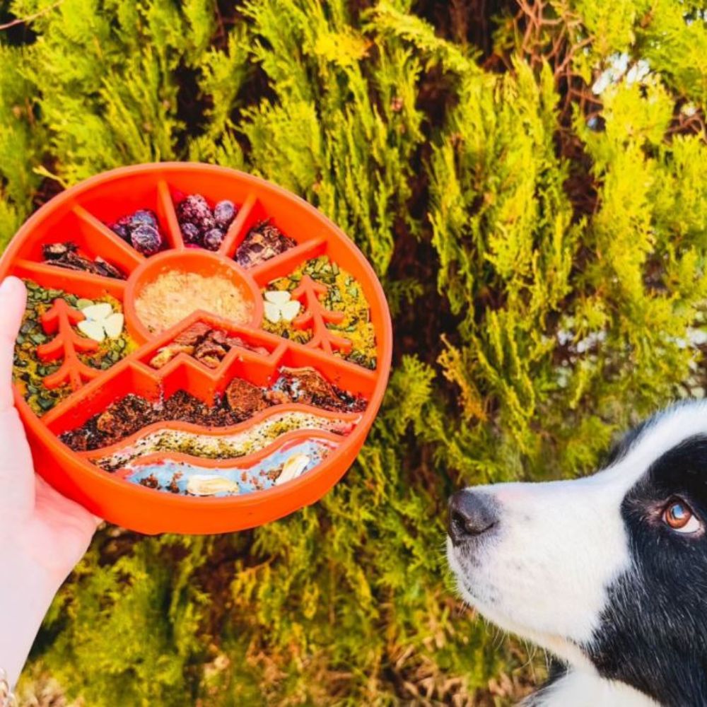 Sodapup Great Outdoors eBowl Enrichment Feeder Orange Filled with Food being shown to black & white broder collie type dog with trees in background
