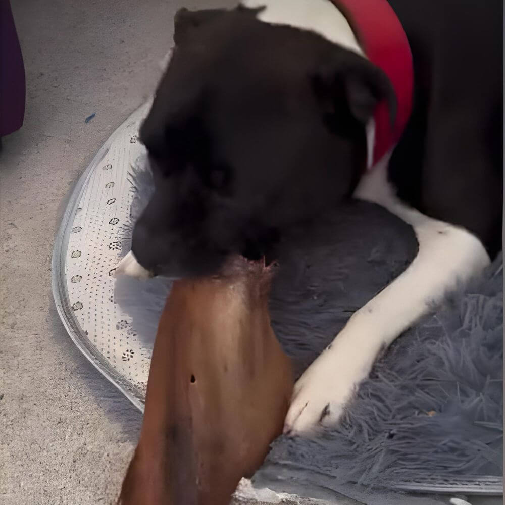 Staffy dog chewing large beef ear | Bonza Dog Treats
