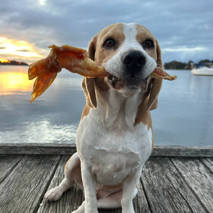 Beef Tendons (Achilles)