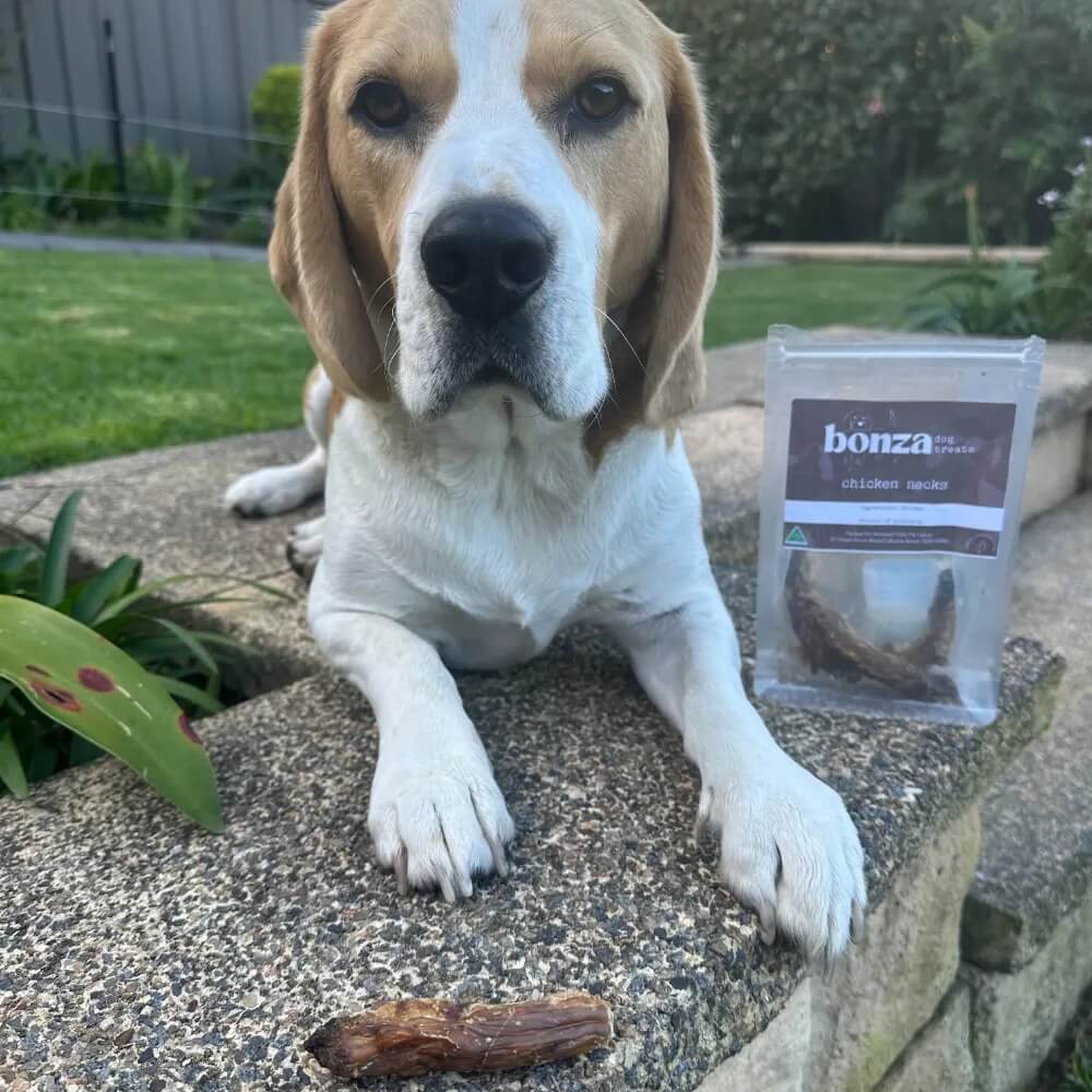 Beagle with chicken neck dental treat | Bonza Dog Treats