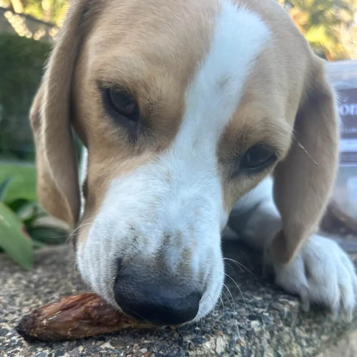 close up of beagle with chicken neck treat | Bonza Dog Treats