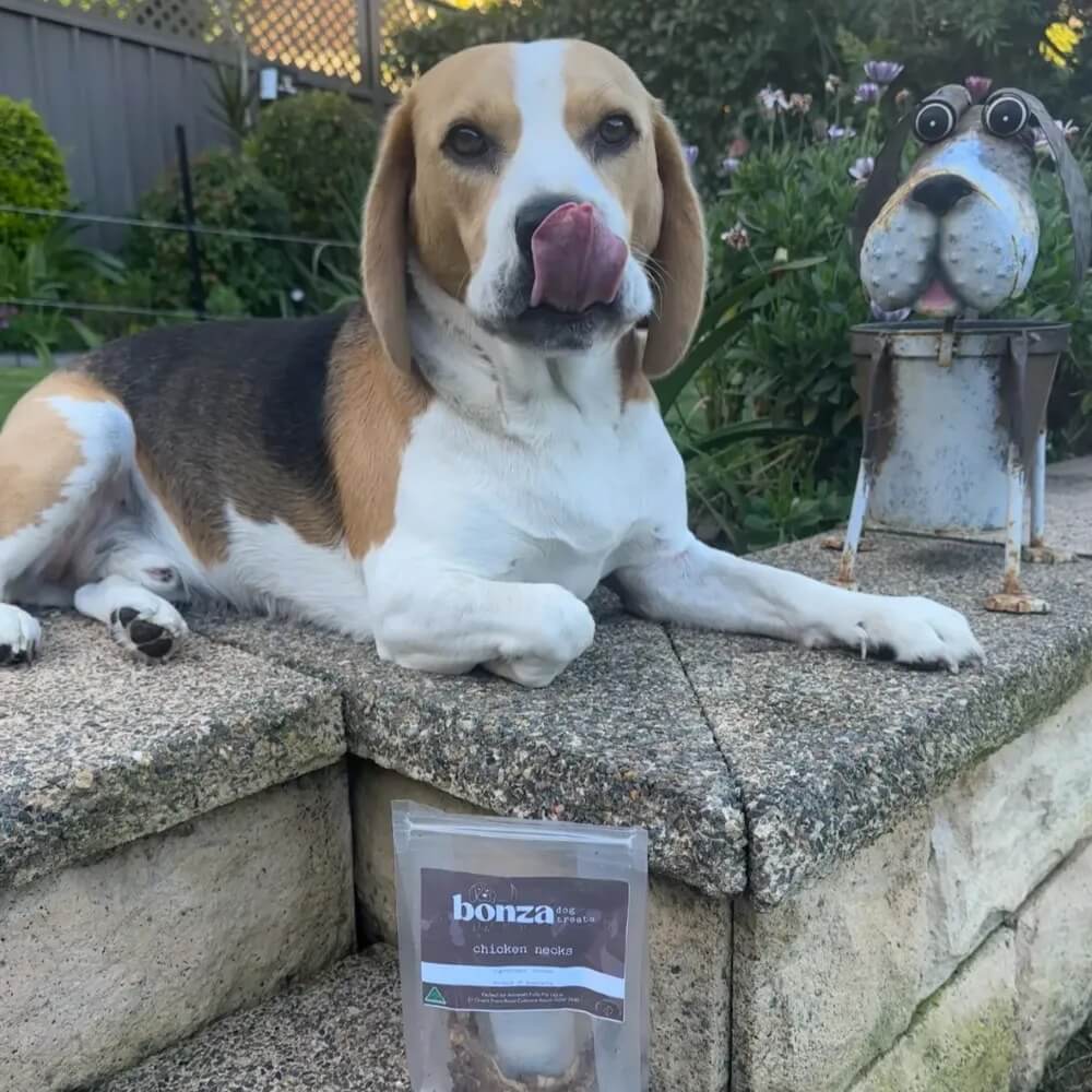 beagle with pack of chicken necks | Bonza Dog Treats