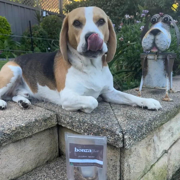 beagle with pack of chicken necks | Bonza Dog Treats
