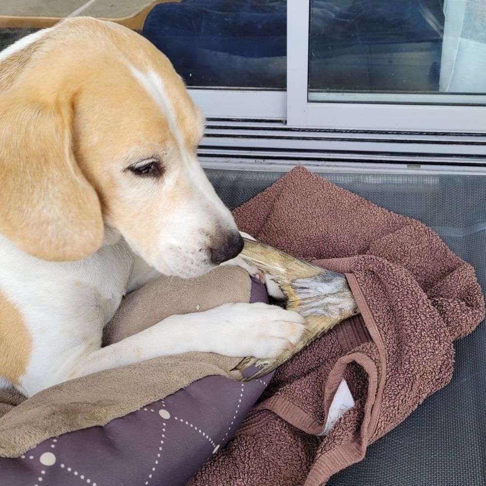 Beagle enjoying queenfish tail from Bonza Dog Treats