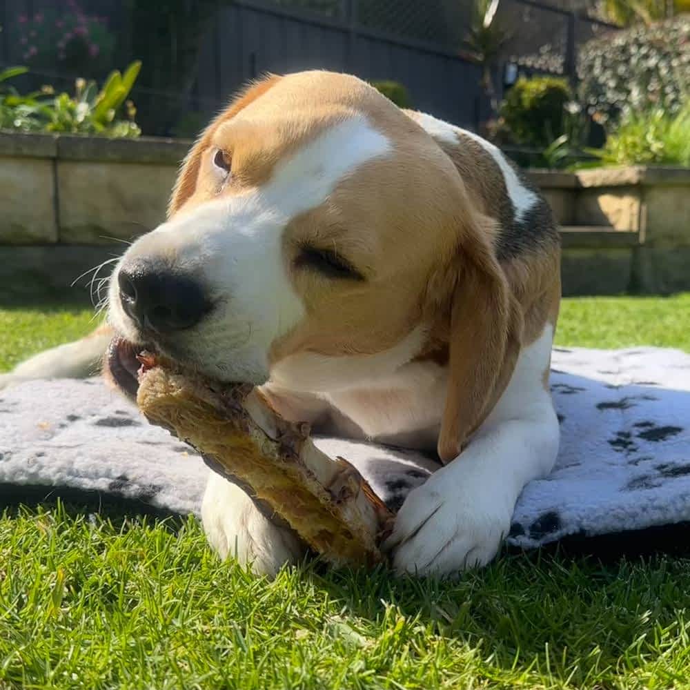 beagle eataing Split Emu Lumbar Bone, a long-lasting Australian novel protein chew for dental health | Bonza Dog Treats