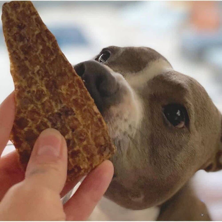 Staffordshire terrier dog sniffing a Lamb Lung Slice, a high-protein, easily breakable training treat for dogs with sensitive stomachs | Bonza Dog Treats