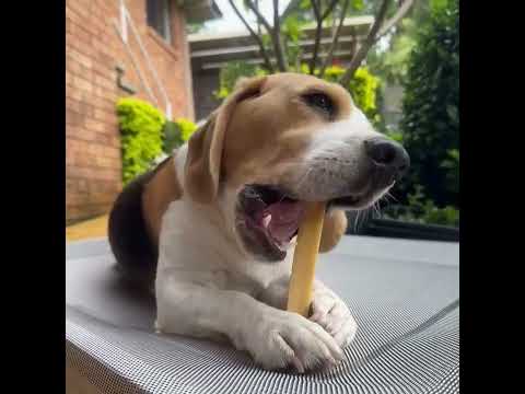 Beagle chewing himalayan chew