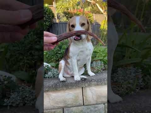 Kangaroo Tail Tips