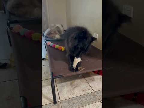 video of dog eating tasmanian venison skin chew