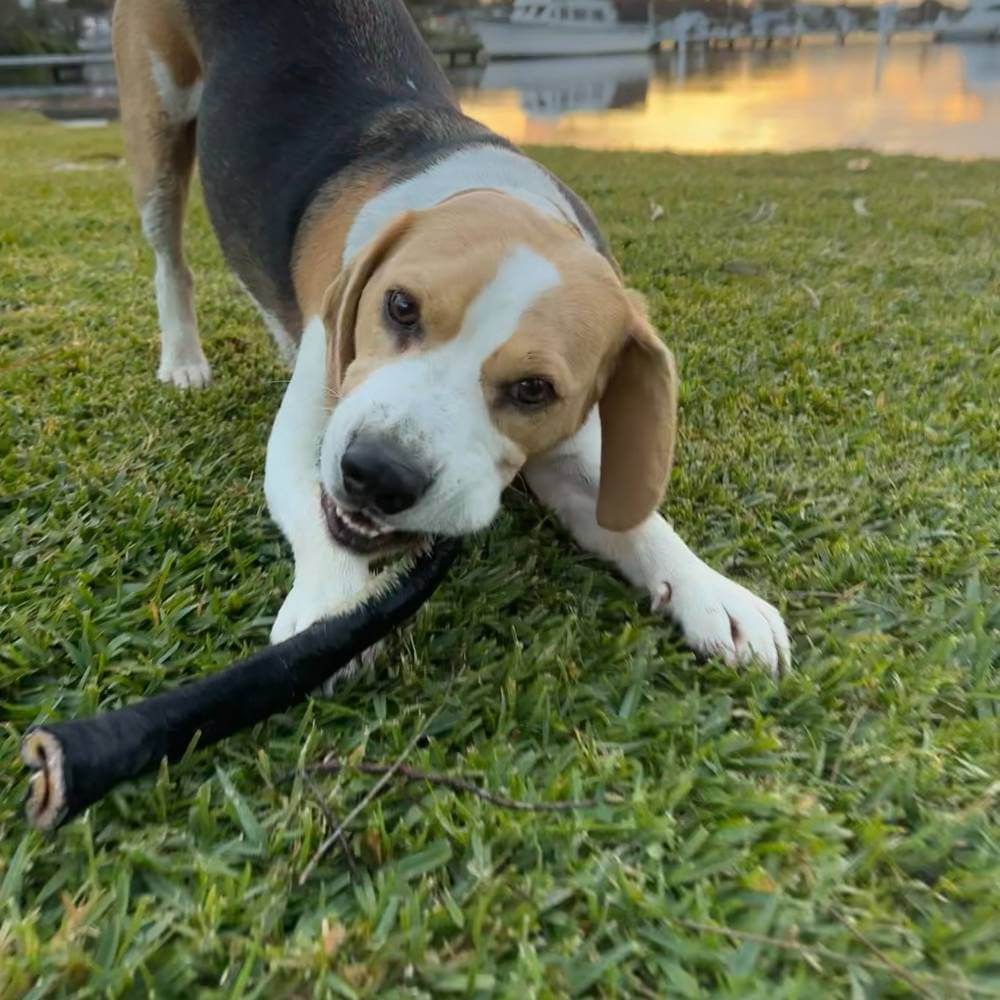 beagle on grass with hairy beef scroll - longlasting chew | Bonza Dog Treats