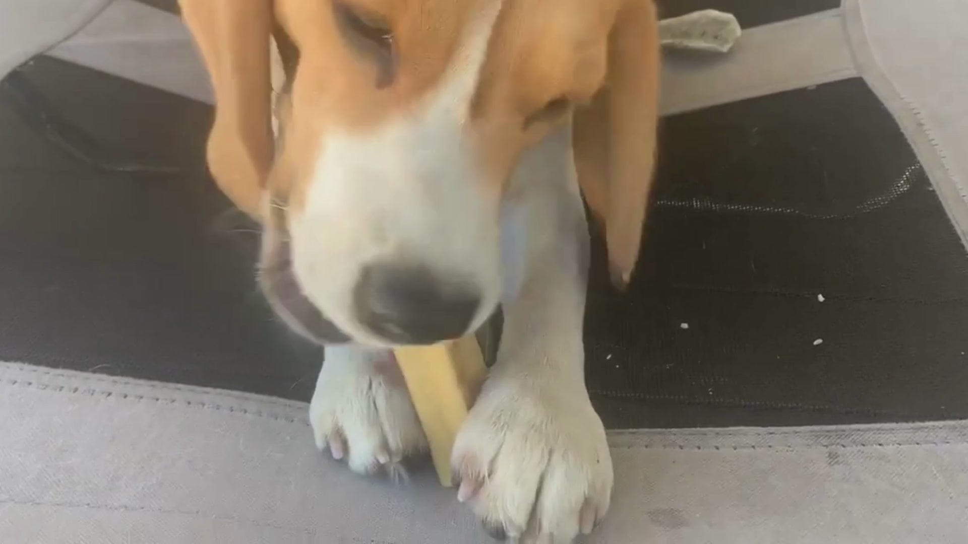 video of beagle puppy named Tiv enjoying eating a himalayan chew