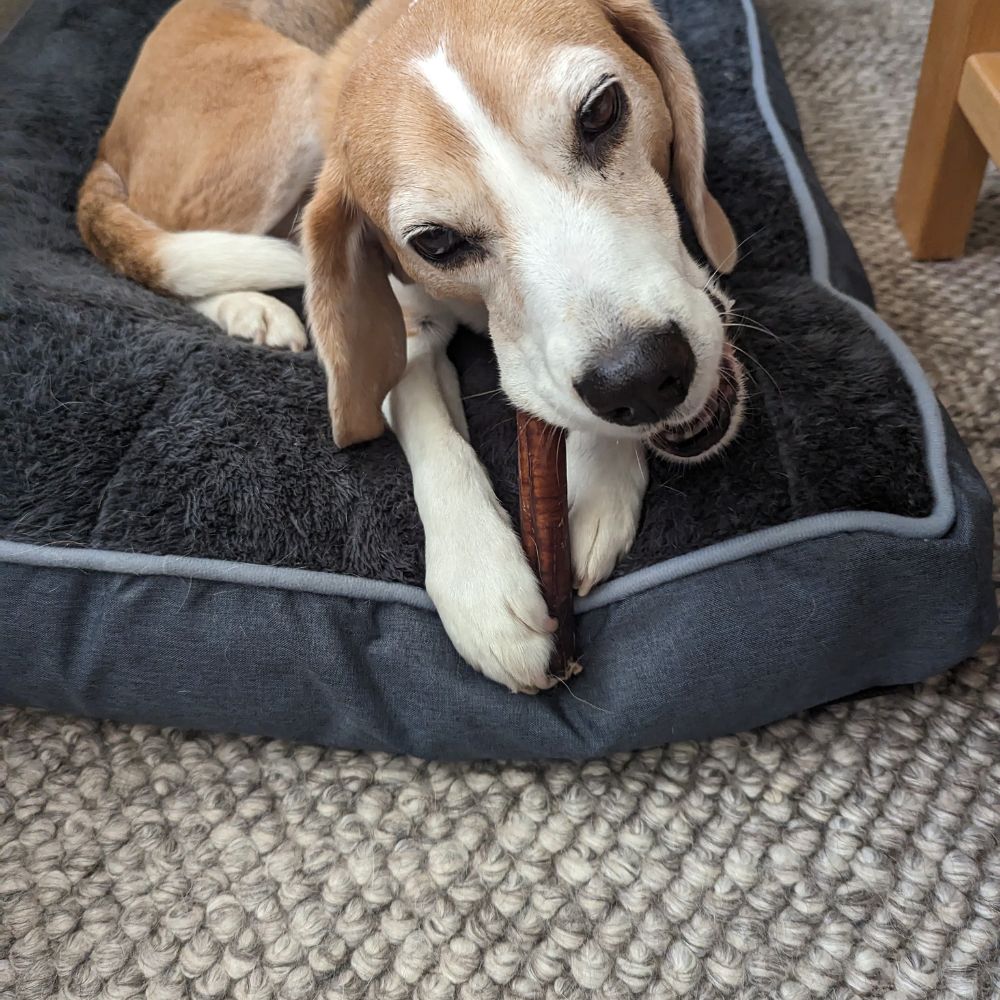 Beagle on dog bed chewing jumbo bully stick Bonza Dog Treats
