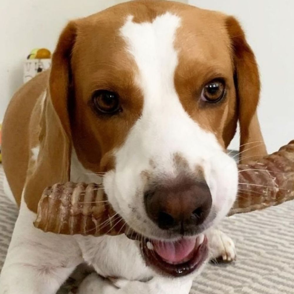 Beagle with moo tube beef trachea Bonza Dog Treats