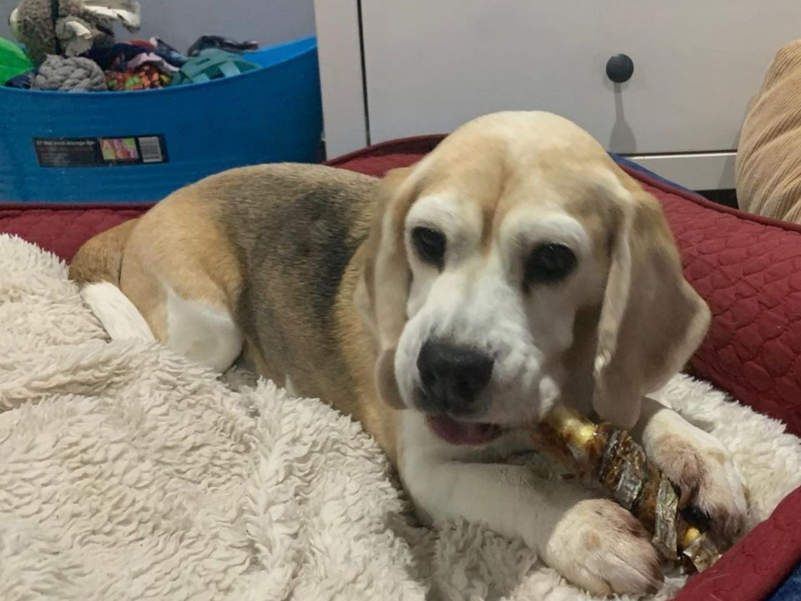 Beagle dog eating fish twister dog treat Bonza Dog Treats