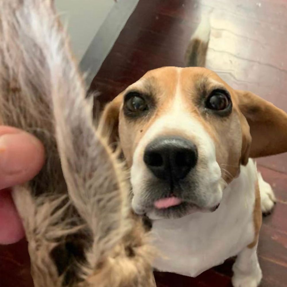 Beagle looking at kangaroo ear Bonza Dog Treats