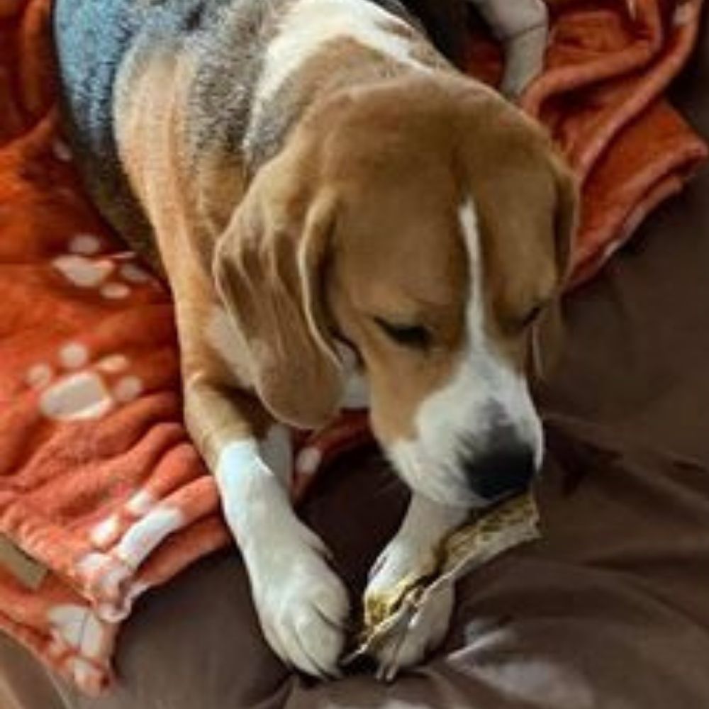 Beagle enjoying shark skin strip Bonza Dog Treats