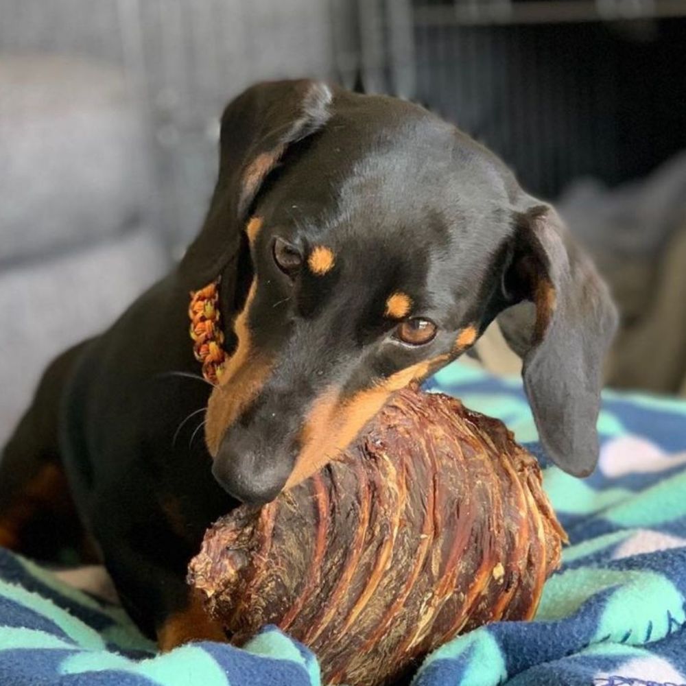 daschshund with kangaroo rib bonza dog treats