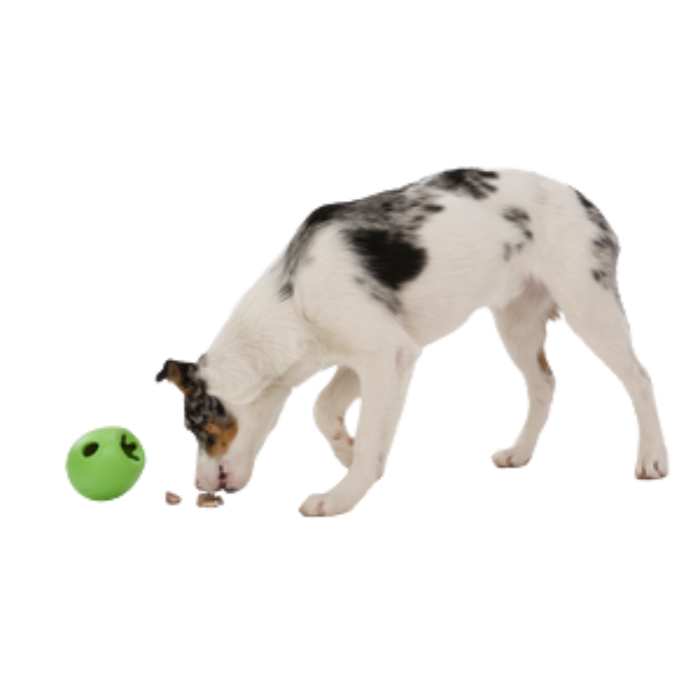 Dog with Green Rumbl and treats on ground