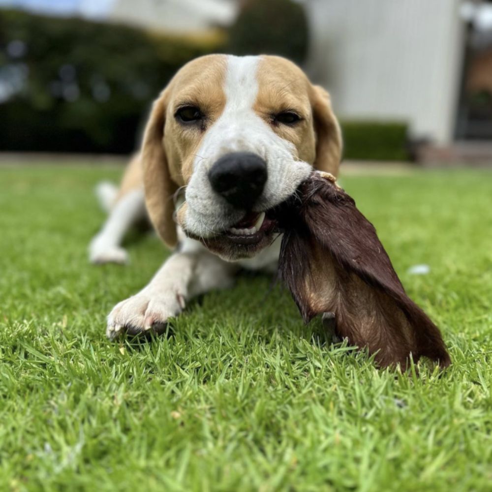 Beagle enjoying hairy beef ear dog treat Bonza Dog Treats