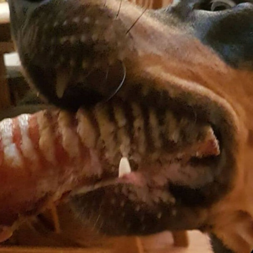 Kelpie with moo tube beef trachea from Bonza Dog Treats