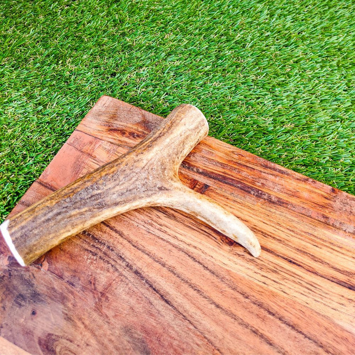 Whole deer antler dog chew treat Bonza Dog Treats