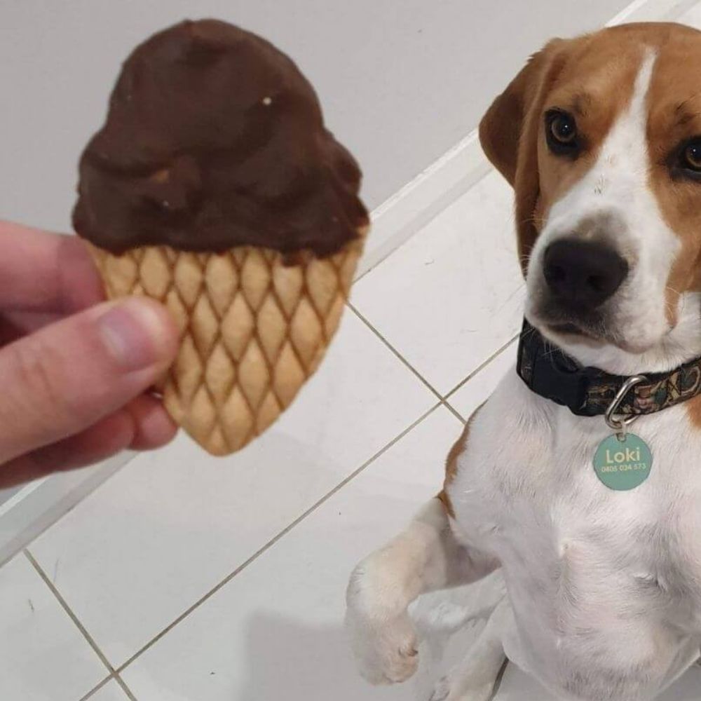 Beagle begging for choc top dog treat Bonza Dog Treats