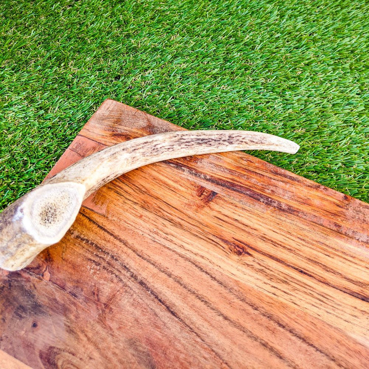 Whole deer antler dog chew treat Bonza Dog Treats