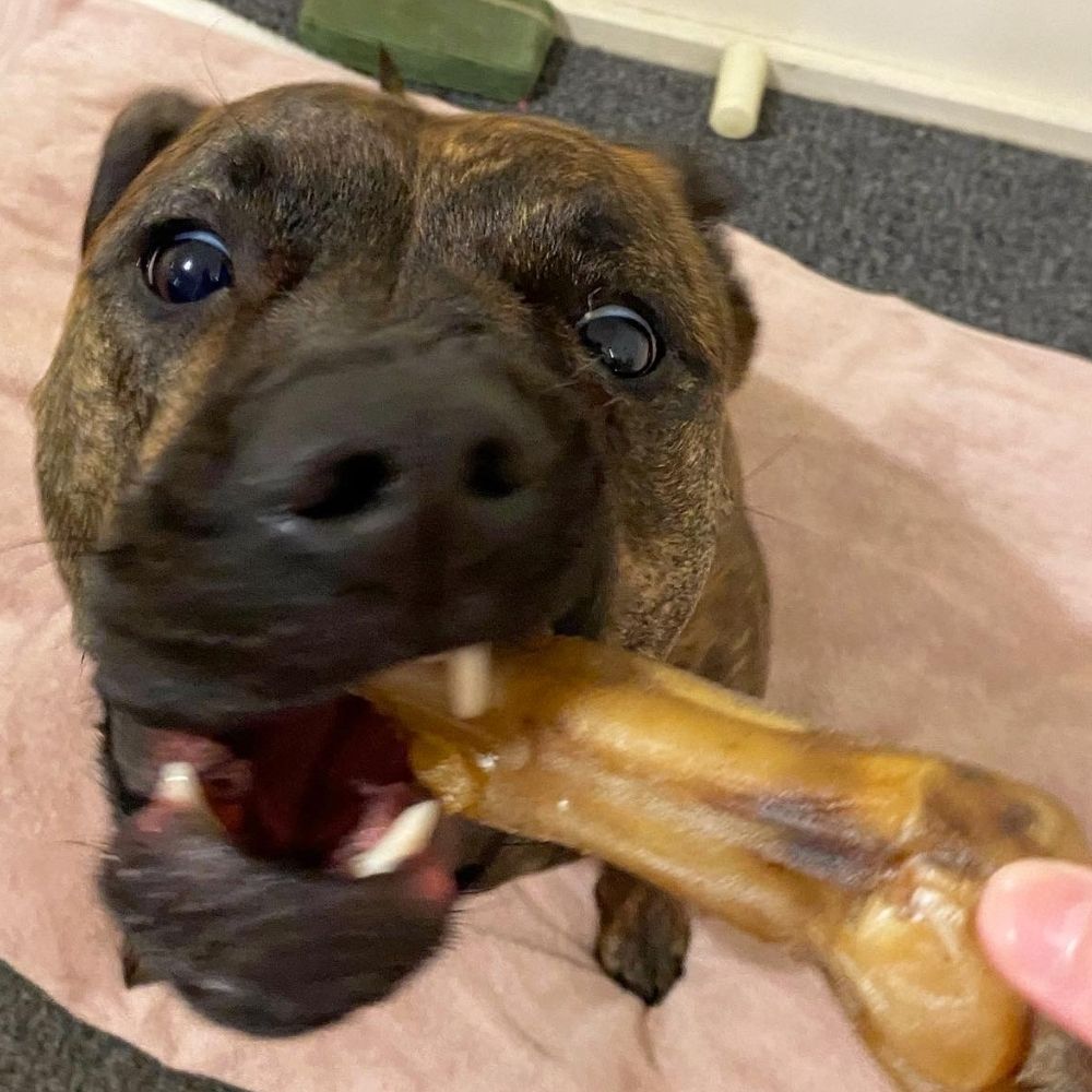 Staffie being given a goat trotter from Bonza Dog Treats