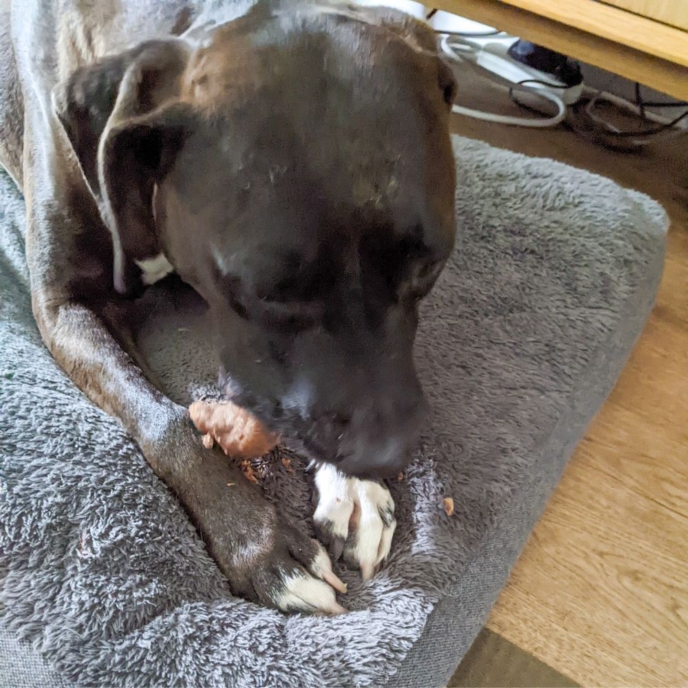 Staffy with beef snout - cow face Bonza dog treats