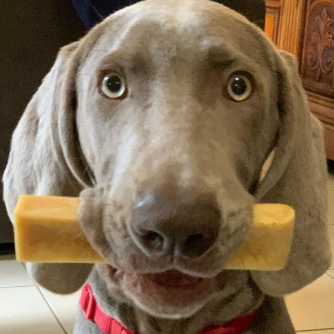Weimeraner with himalayan yak chew from Bonza Dog Treats in his mouth