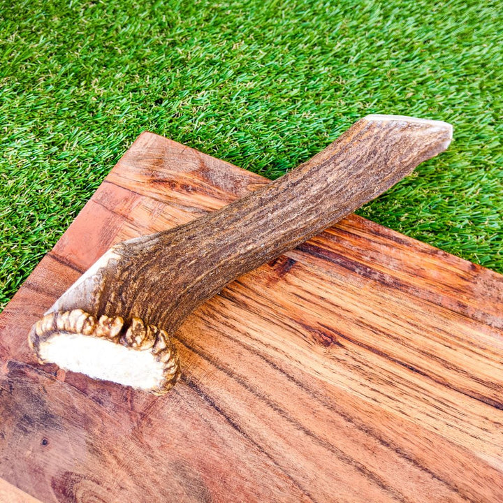 Whole deer antler dog chew treat Bonza Dog Treatss